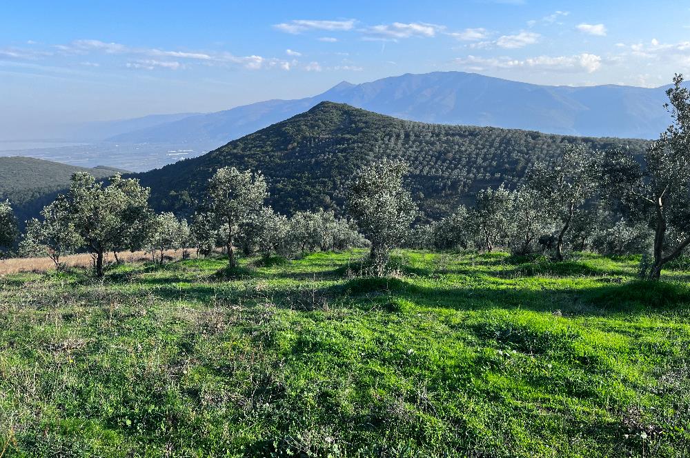 C21 Cius;Şahinyurdunda 6.975 m2 Ulaşımı Kolay Satılık Zeytinlik