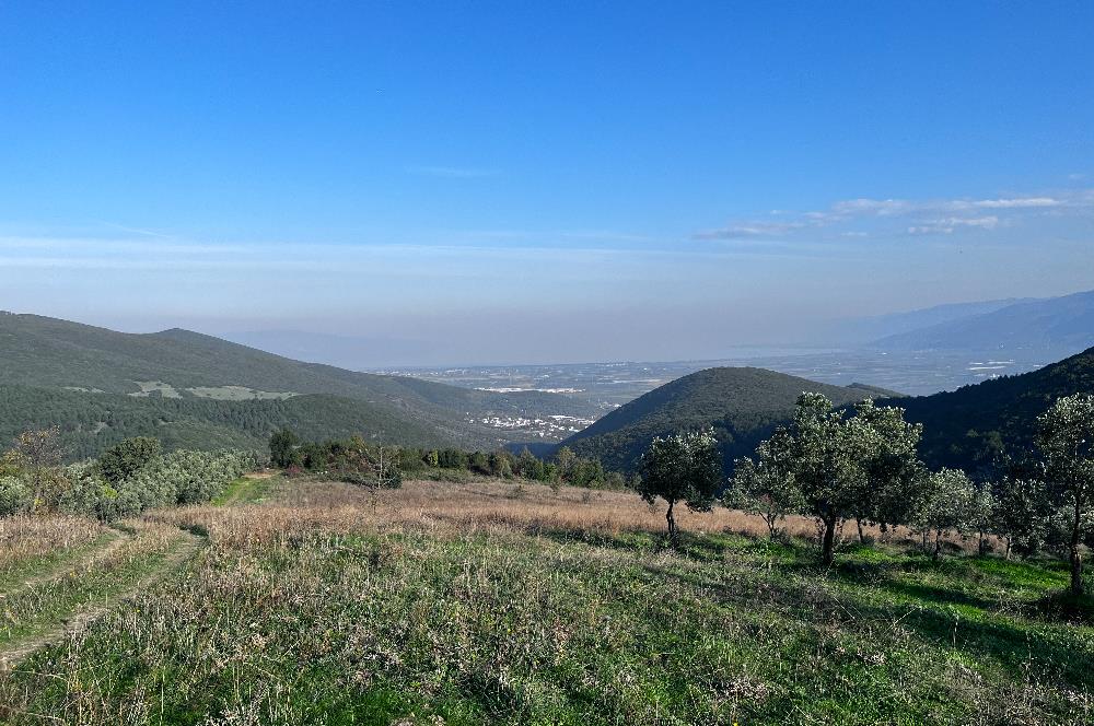 C21 Cius;Şahinyurdunda 6.975 m2 Ulaşımı Kolay Satılık Zeytinlik