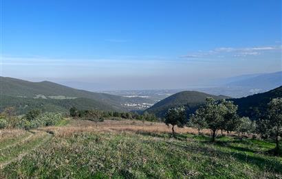C21 Cius;Şahinyurdunda 6.975 m2 Ulaşımı Kolay Satılık Zeytinlik
