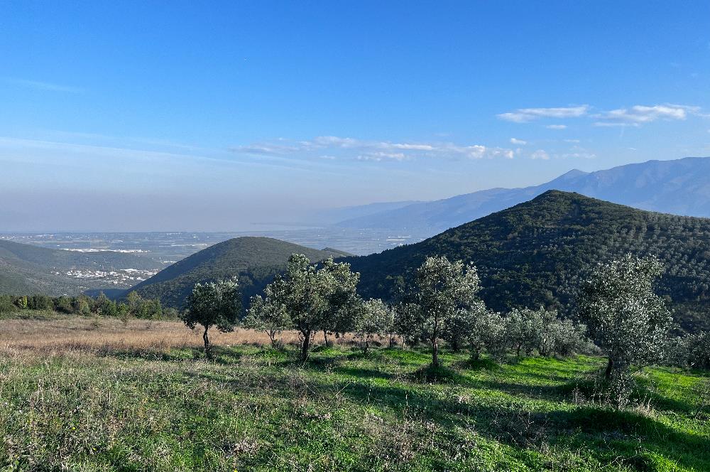 C21 Cius;Şahinyurdunda 6.975 m2 Ulaşımı Kolay Satılık Zeytinlik