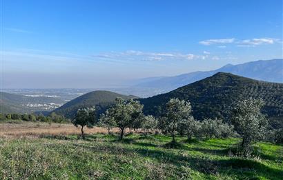 C21 Cius;Şahinyurdunda 6.975 m2 Ulaşımı Kolay Satılık Zeytinlik