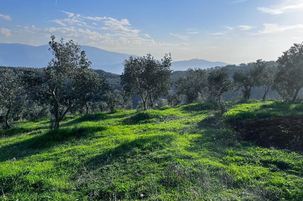 C21 Cius;Şahinyurdunda 6.975 m2 Ulaşımı Kolay Satılık Zeytinlik