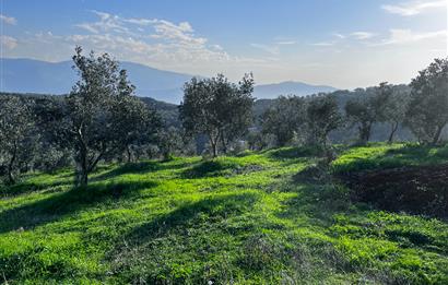 C21 Cius;Şahinyurdunda 6.975 m2 Ulaşımı Kolay Satılık Zeytinlik