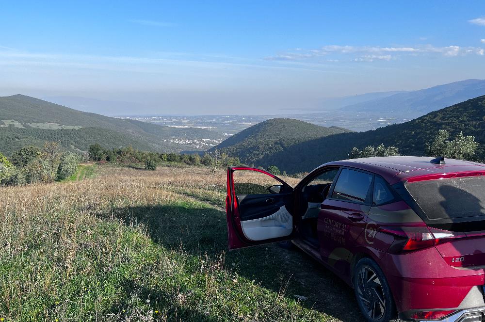 C21 Cius;Şahinyurdunda 6.975 m2 Ulaşımı Kolay Satılık Zeytinlik