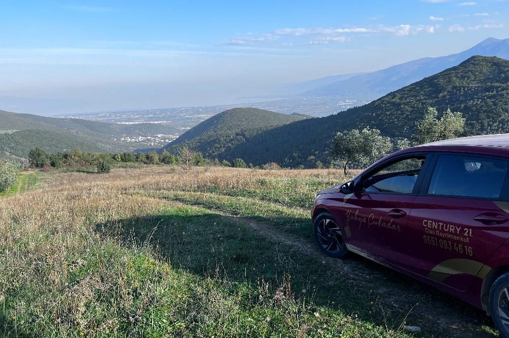 C21 Cius;Şahinyurdunda 6.975 m2 Ulaşımı Kolay Satılık Zeytinlik