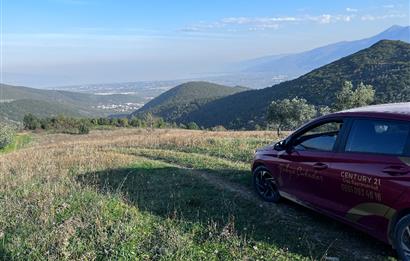 C21 Cius;Şahinyurdunda 6.975 m2 Ulaşımı Kolay Satılık Zeytinlik