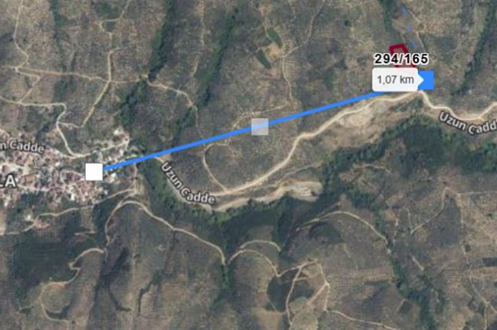 C21 Cius; Küçükkumla'da 3660 M2 Satılık Zeytinlik