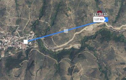 C21 Cius; Küçükkumla'da 3660 M2 Satılık Zeytinlik