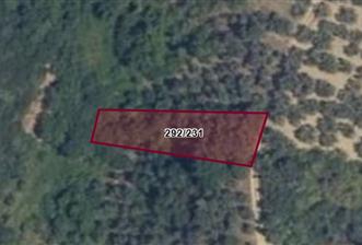 C21 Cius; Küçükkumlada 727 M2 Satılık Zeytinlik - 9 - 29413