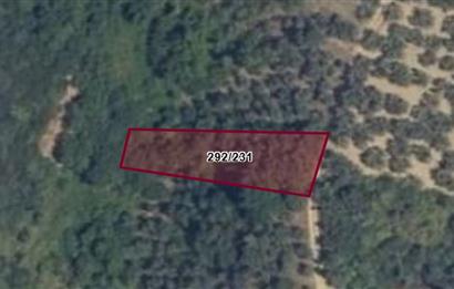 C21 Cius; Küçükkumlada 727 M2 Satılık Zeytinlik