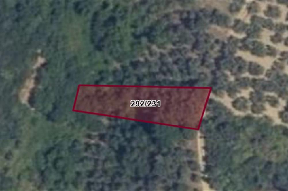 C21 Cius; Küçükkumlada 727 M2 Satılık Zeytinlik