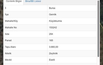 C21 Cius; Küçükkumla'da 3660 M2 Satılık Zeytinlik