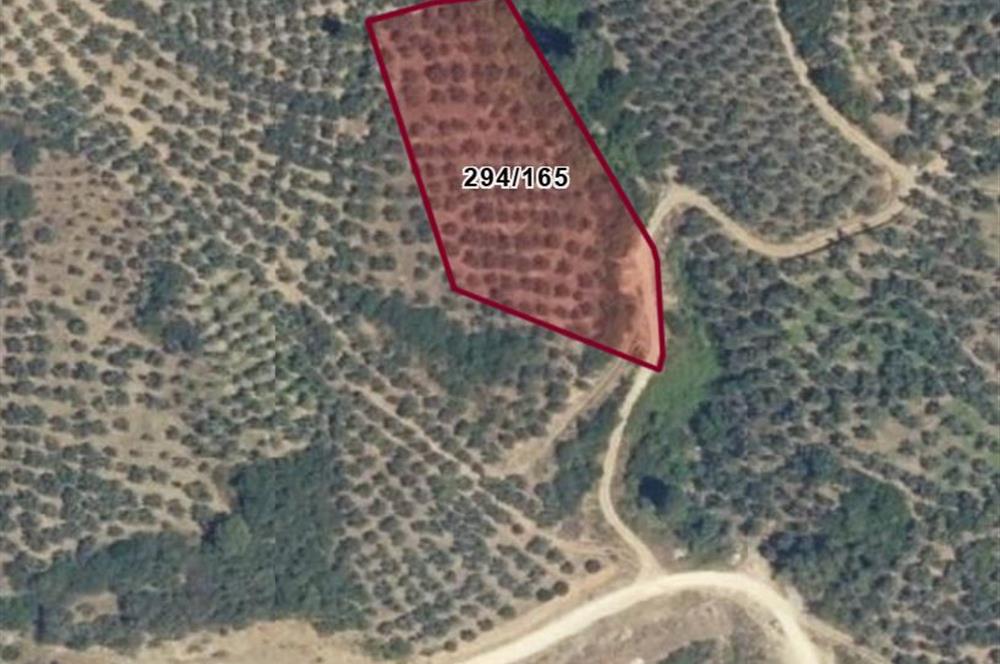C21 Cius; Küçükkumla'da 3660 M2 Satılık Zeytinlik