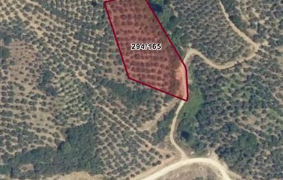 C21 Cius; Küçükkumla'da 3660 M2 Satılık Zeytinlik
