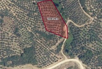 C21 Cius; Küçükkumla'da 3660 M2 Satılık Zeytinlik - 10 - 29411