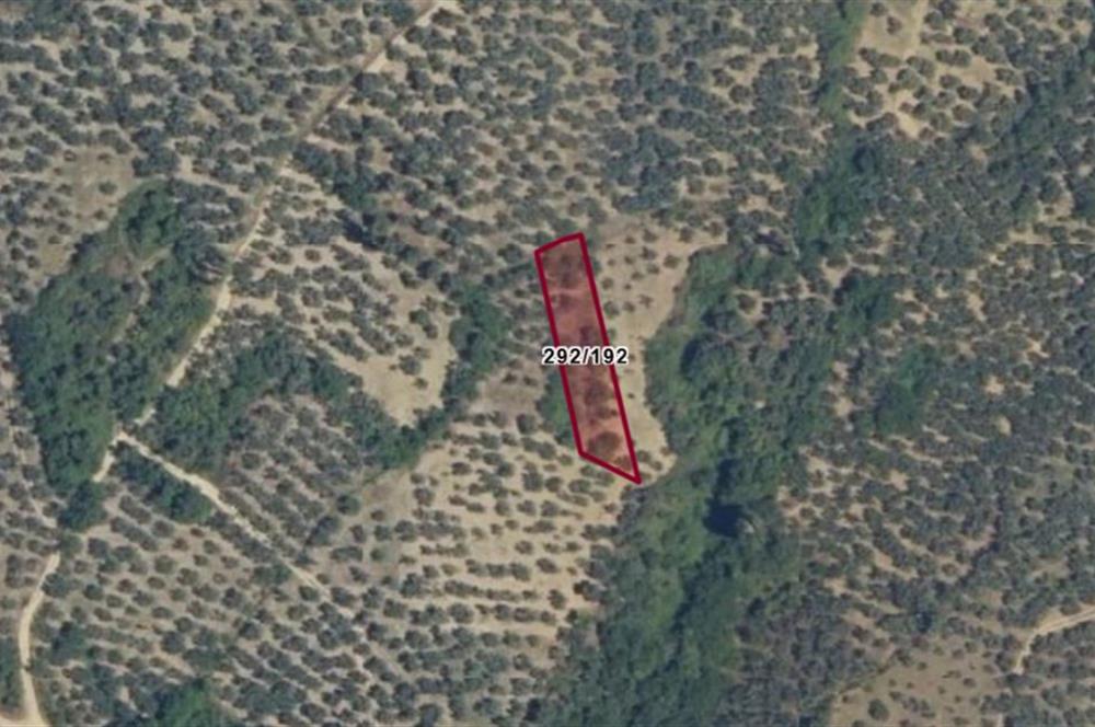 C21 Cius; Küçükkumla'da Satılık 769 m2 Zeytinlik