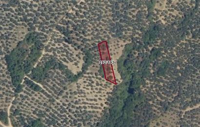 C21 Cius; Küçükkumla'da Satılık 769 m2 Zeytinlik