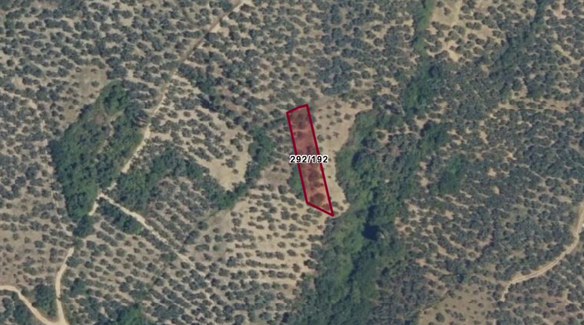 C21 Cius; Küçükkumla'da Satılık 769 m2 Zeytinlik