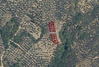 C21 Cius; Küçükkumla'da Satılık 769 m2 Zeytinlik - 7 - 29415