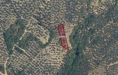 C21 Cius; Küçükkumla'da Satılık 769 m2 Zeytinlik