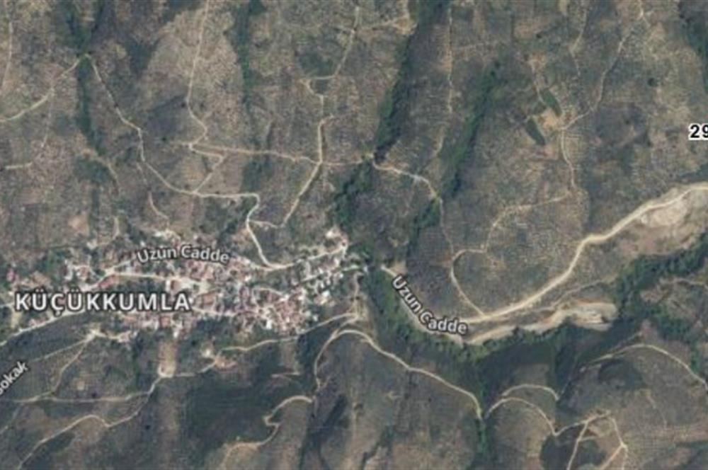 C21 Cius; Küçükkumla'da 3660 M2 Satılık Zeytinlik