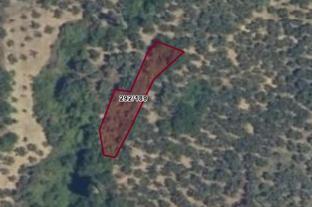 C21 Cius; Küçükkumla'da 573 M2 Satılık Zeytinlik