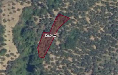 C21 Cius; Küçükkumla'da 573 M2 Satılık Zeytinlik