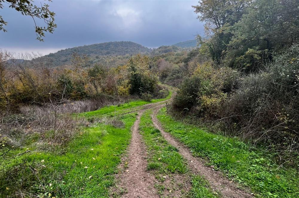 C21 BAL'DA ESKİMANYASTA ORMANA CEPHE 13.434 m² YOLU OlAN TARLA