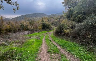 C21 BAL'DA ESKİMANYASTA ORMANA CEPHE 13.434 m² YOLU OlAN TARLA