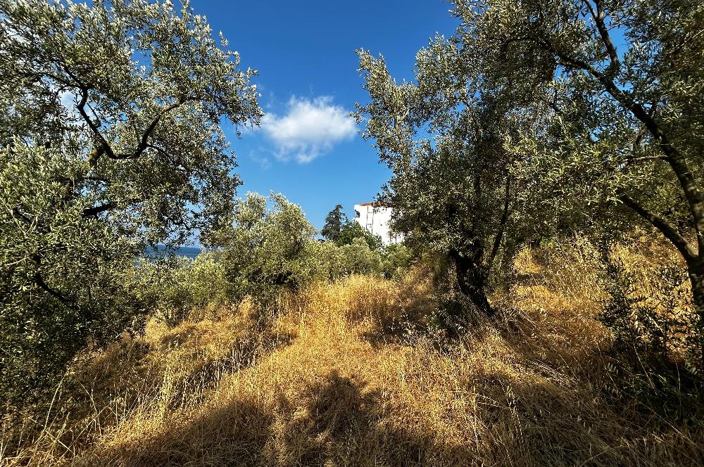 C21 Cius; Hasanağa Cad. Cephe Ayrık Nizam 2 Kat 0.60 Emsal Arsa