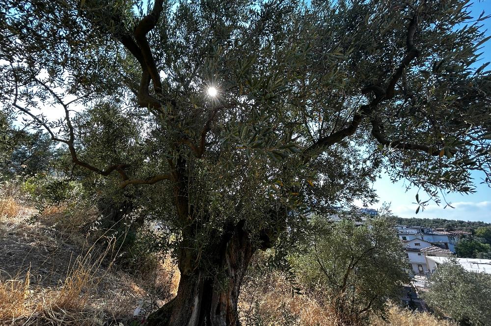 C21 Cius; Hasanağa Koy Üstü Ayrık Nizam 2 Kat 0.60 Emsal Arsa
