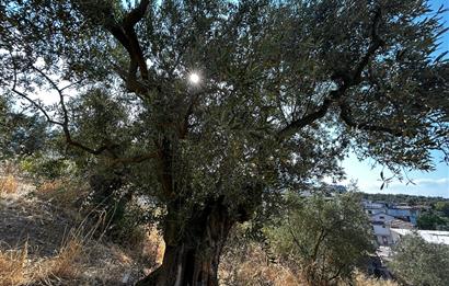 C21 Cius; Hasanağa Koy Üstü Ayrık Nizam 2 Kat 0.60 Emsal Arsa