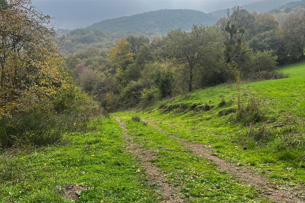 C21 BAL'DA ESKİMANYASTA ORMANA CEPHE 13.434 m² YOLU OlAN TARLA