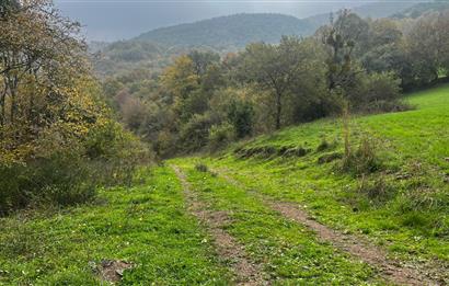 C21 BAL'DA ESKİMANYASTA ORMANA CEPHE 13.434 m² YOLU OlAN TARLA