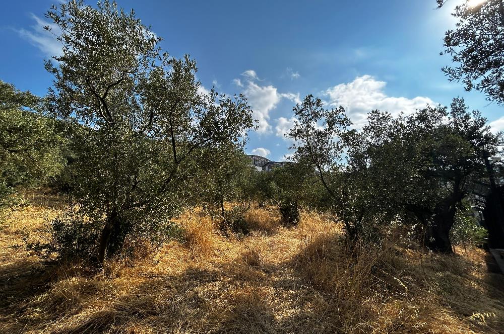 C21 Cius; Hasanağa Koy Üstü Ayrık Nizam 2 Kat 0.60 Emsal Arsa