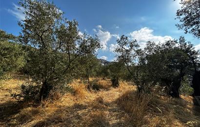 C21 Cius; Hasanağa Koy Üstü Ayrık Nizam 2 Kat 0.60 Emsal Arsa