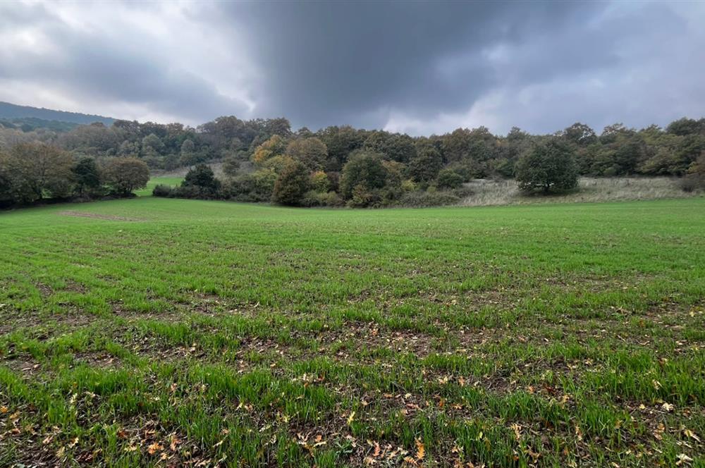 C21 BAL'DA ESKİMANYASTA ORMANA CEPHE 13.434 m² YOLU OlAN TARLA