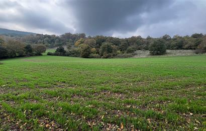 C21 BAL'DA ESKİMANYASTA ORMANA CEPHE 13.434 m² YOLU OlAN TARLA