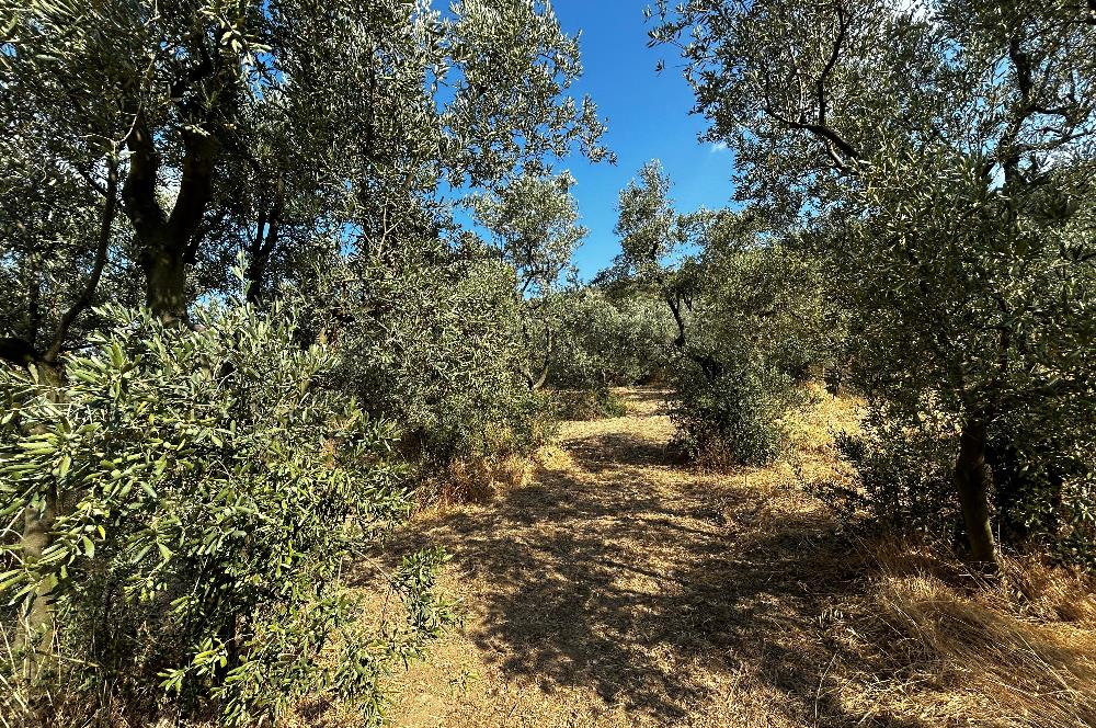 C21 Cius; Hasanağa Koy Üstü Ayrık Nizam 2 Kat 0.60 Emsal Arsa