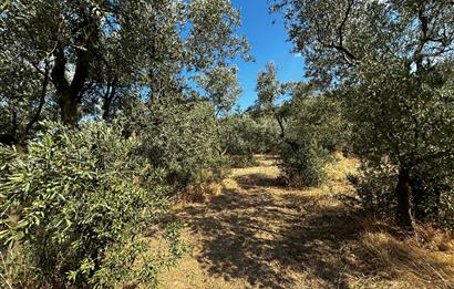 C21 Cius; Hasanağa Koy Üstü Ayrık Nizam 2 Kat 0.60 Emsal Arsa