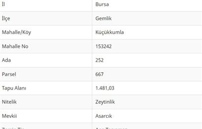 C21Cius: Kumla Köy Üstü 2 Ayrı Tapulu 2581 m2 Zeytinlik