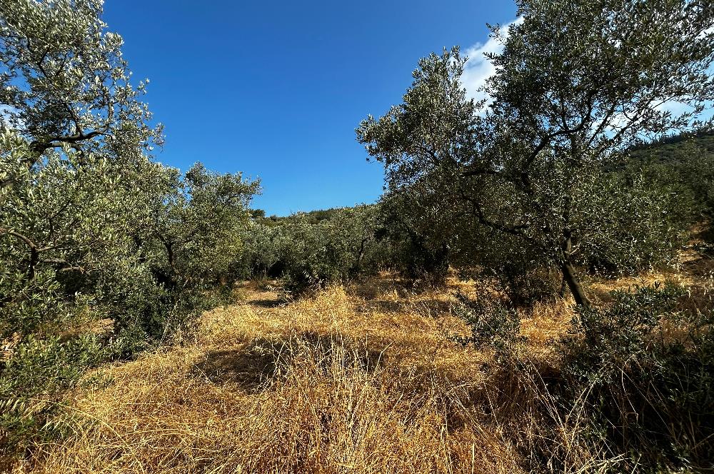 C21 Cius; Hasanağa Koy Üstü Ayrık Nizam 2 Kat 0.60 Emsal Arsa