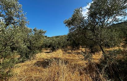 C21 Cius; Hasanağa Koy Üstü Ayrık Nizam 2 Kat 0.60 Emsal Arsa
