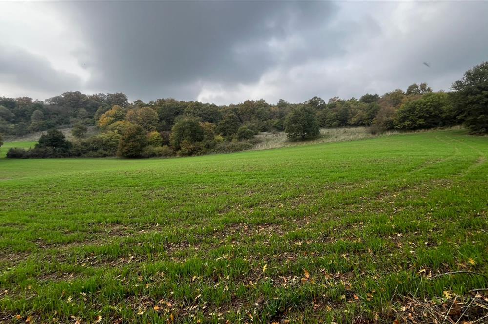 C21 BAL'DA ESKİMANYASTA ORMANA CEPHE 13.434 m² YOLU OlAN TARLA