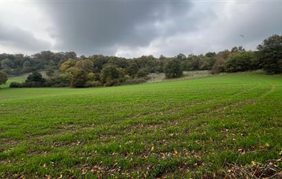 C21 BAL'DA ESKİMANYASTA ORMANA CEPHE 13.434 m² YOLU OlAN TARLA