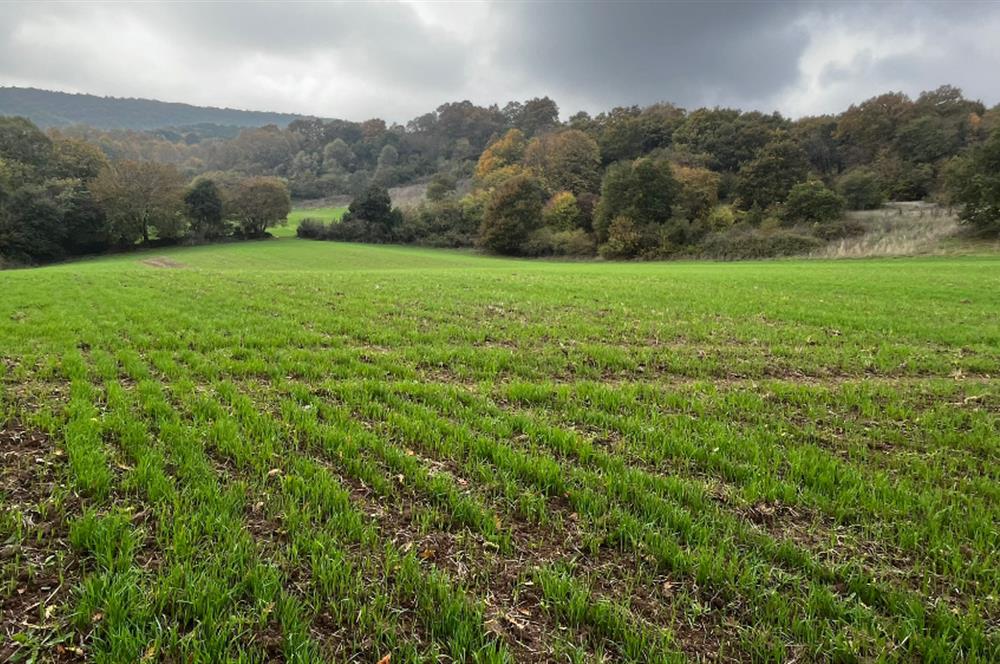 C21 BAL'DA ESKİMANYASTA ORMANA CEPHE 13.434 m² YOLU OlAN TARLA