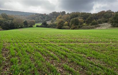 C21 BAL'DA ESKİMANYASTA ORMANA CEPHE 13.434 m² YOLU OlAN TARLA