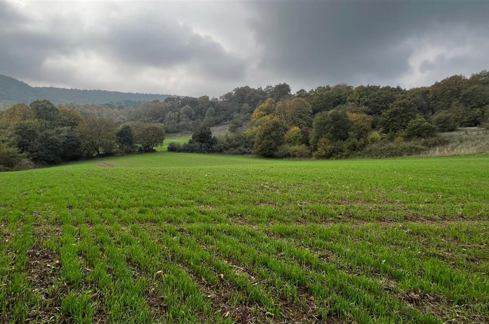 C21 BAL'DA ESKİMANYASTA ORMANA CEPHE 13.434 m² YOLU OlAN TARLA