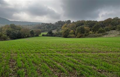 C21 BAL'DA ESKİMANYASTA ORMANA CEPHE 13.434 m² YOLU OlAN TARLA