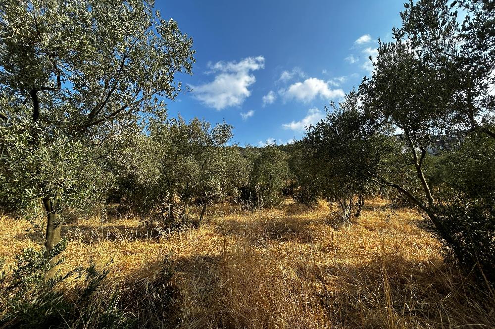 C21 Cius; Hasanağa Koy Üstü Ayrık Nizam 2 Kat 0.60 Emsal Arsa